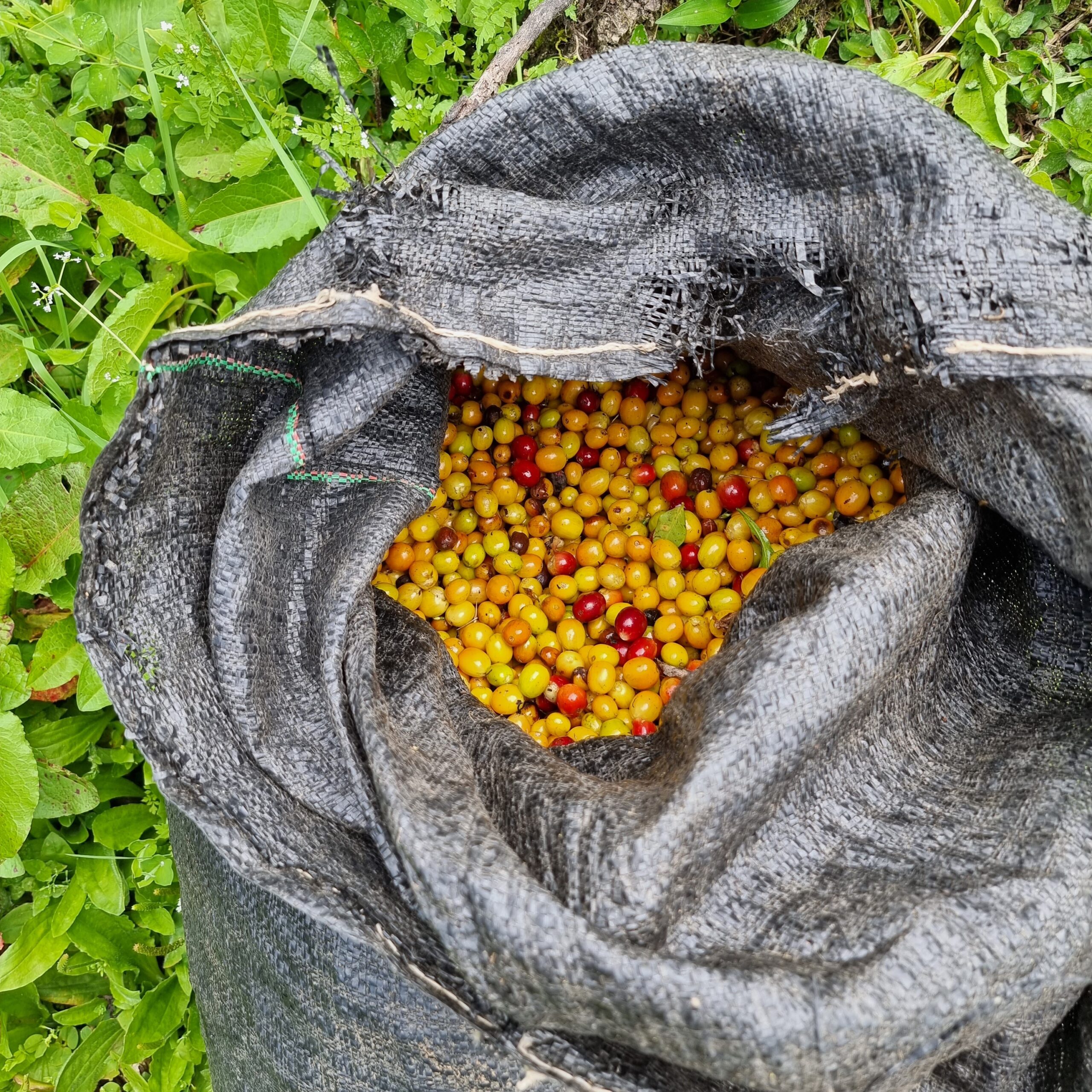 Peru Yellow Cattura