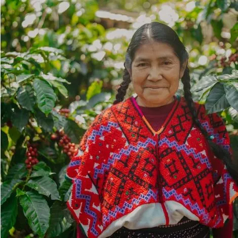 Mexiko Tanejapa
