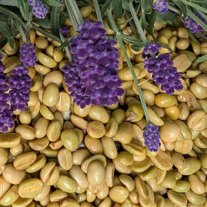 lavender-coferment