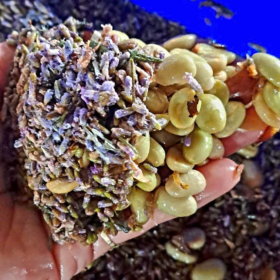 lavender-coferment