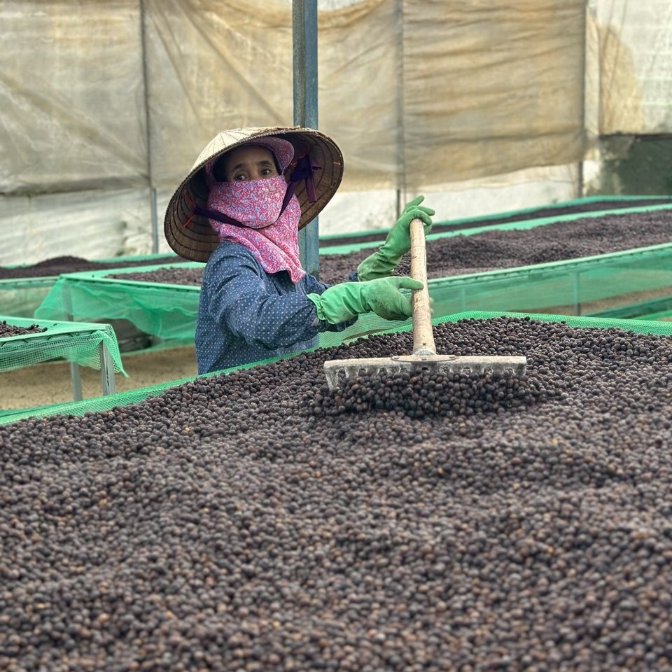 Vietnam Koho