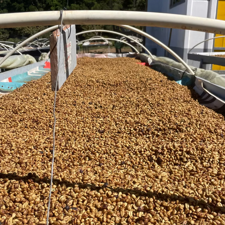 Costa Rica Honey