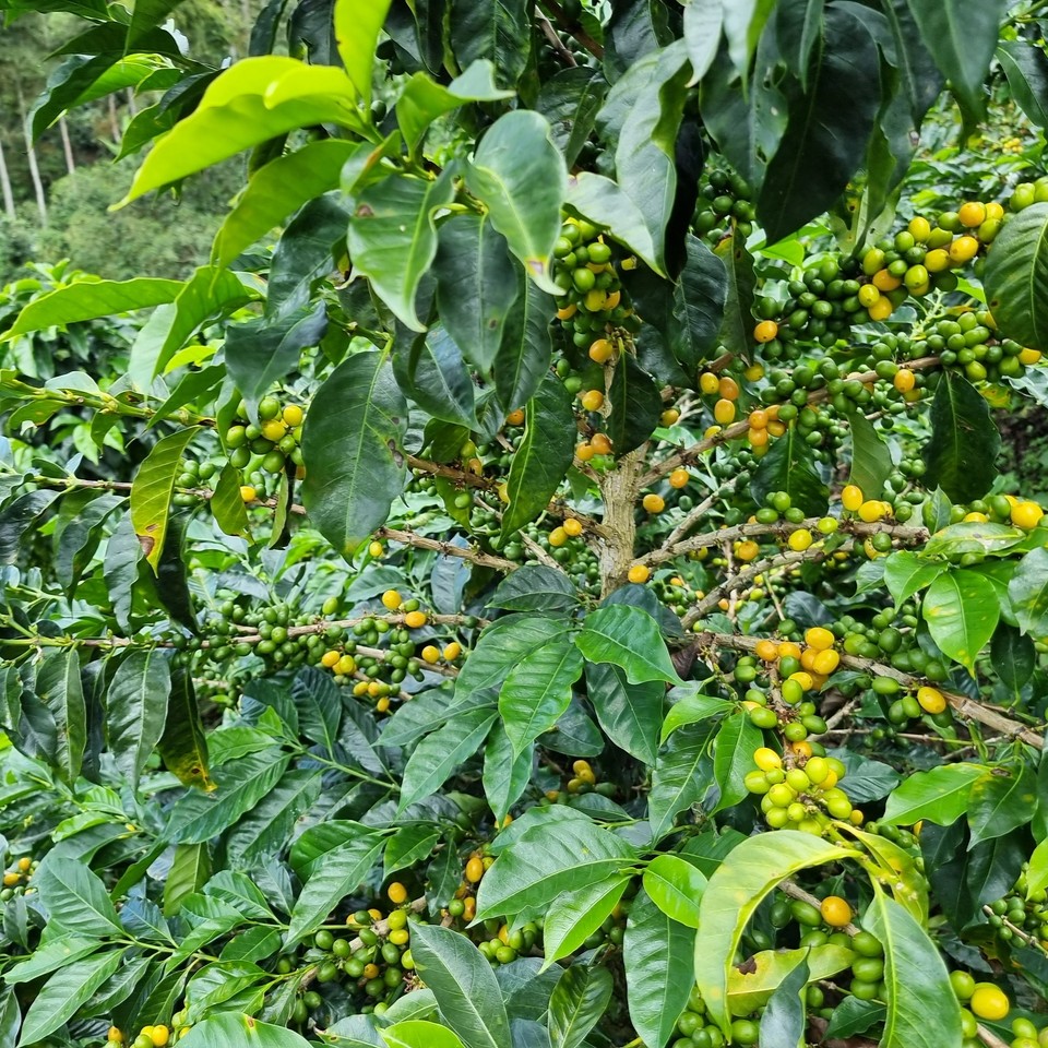 Peru