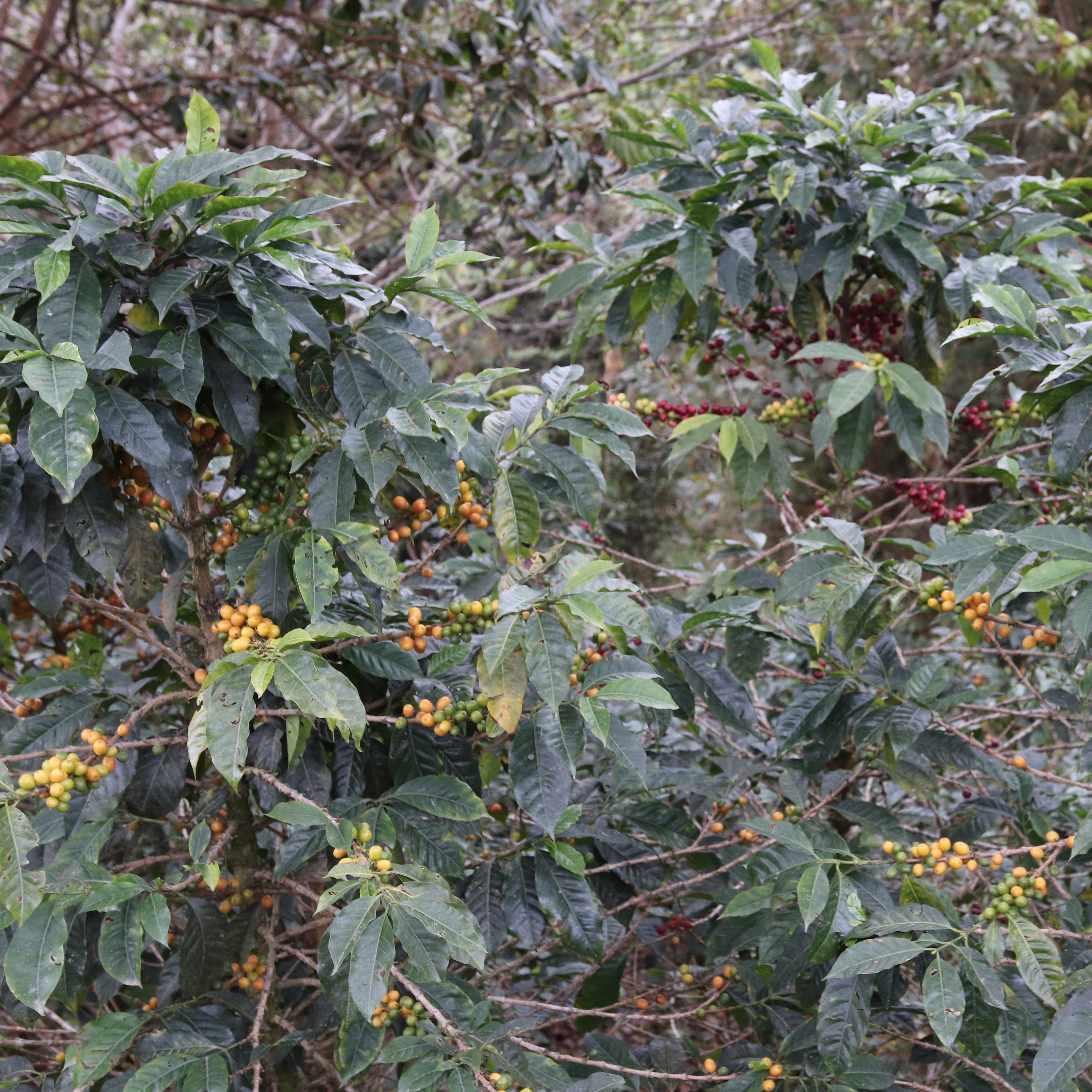 Peru Huabal