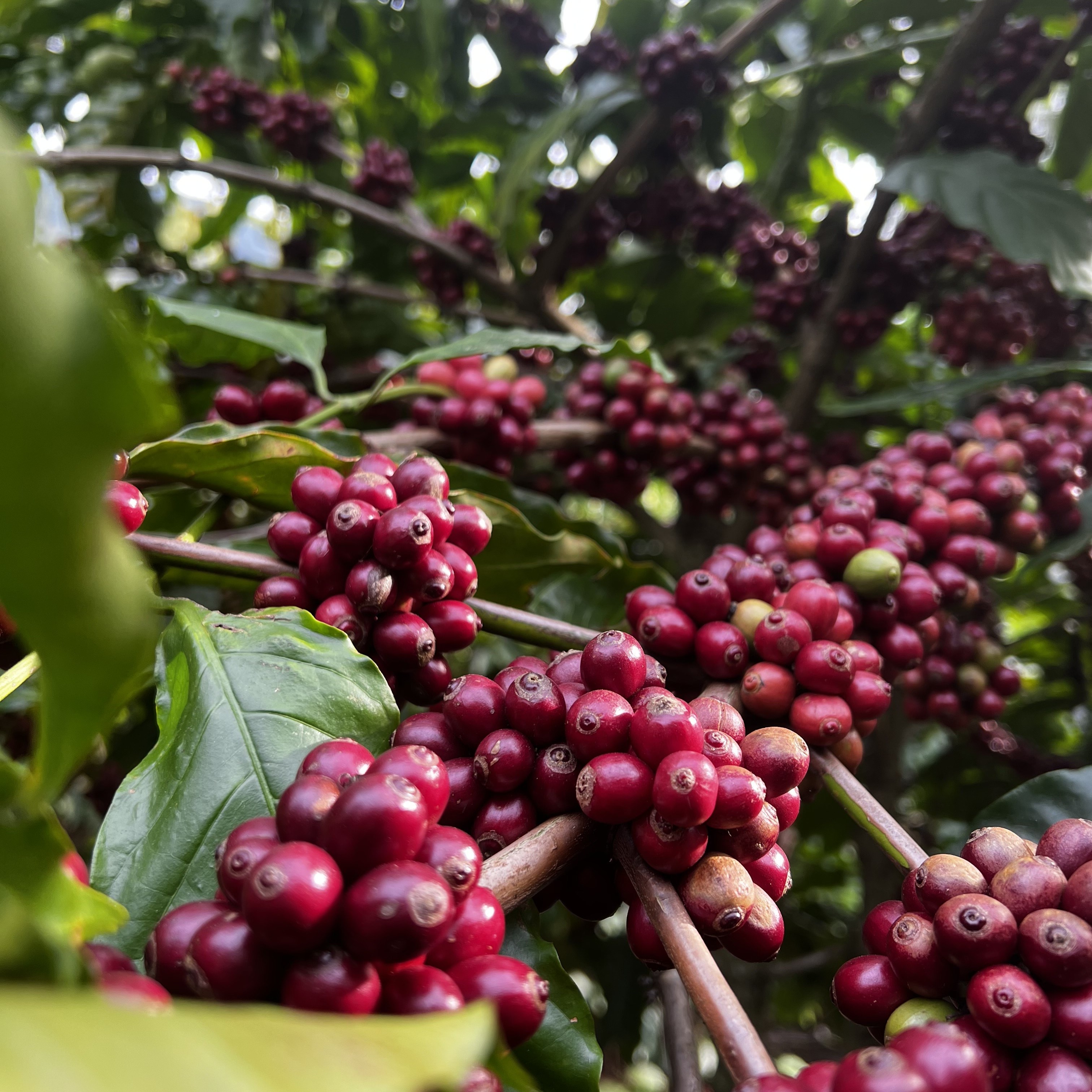 Robusta Vietnam Koho