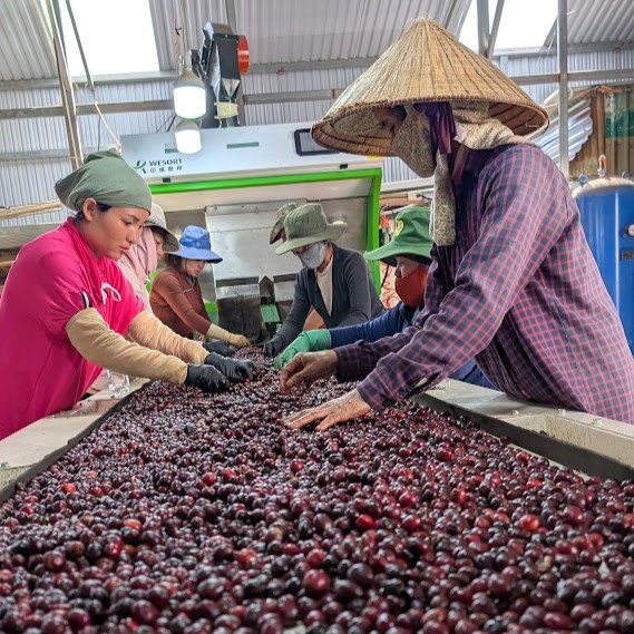 Robusta Vietnam Koho