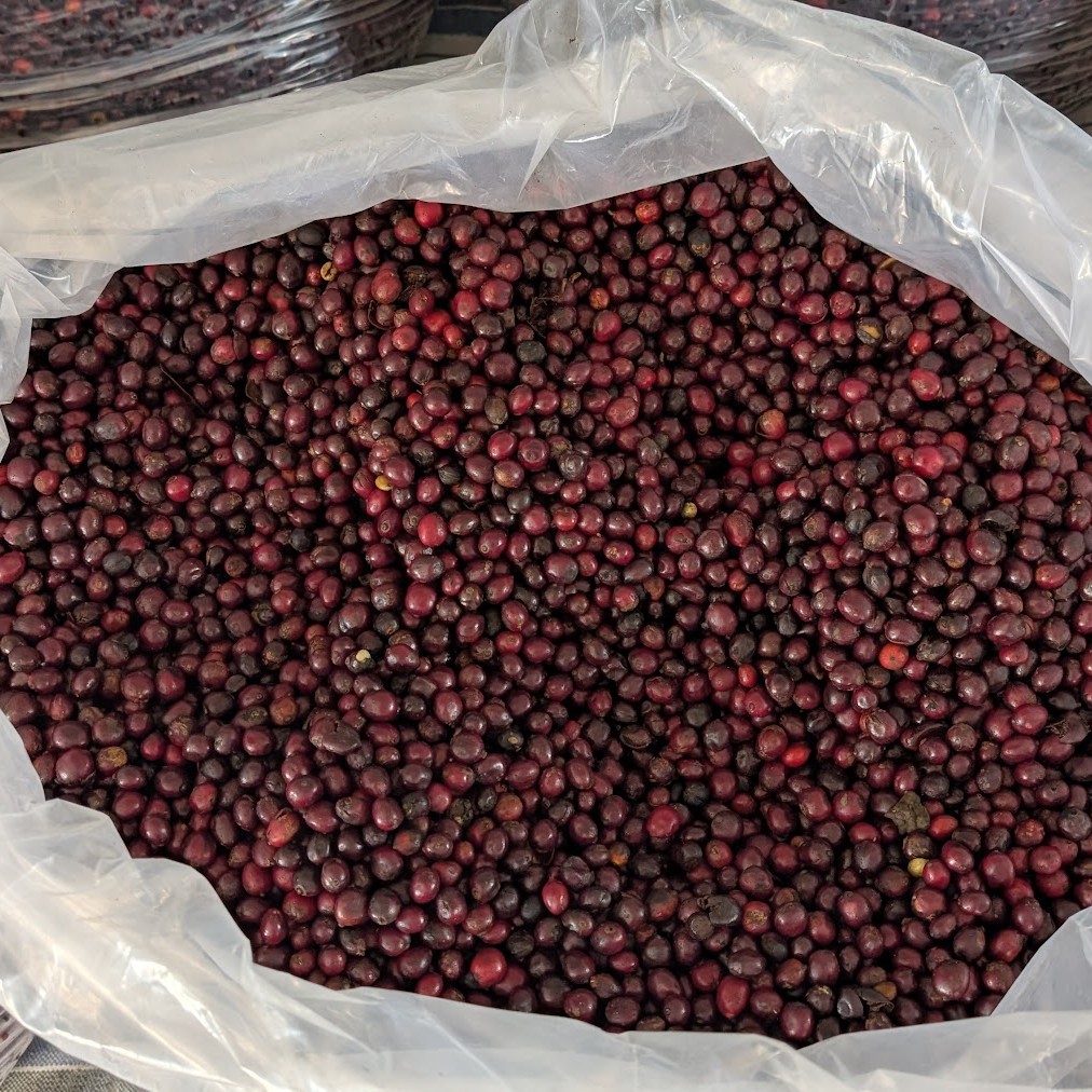 Robusta Vietnam Koho
