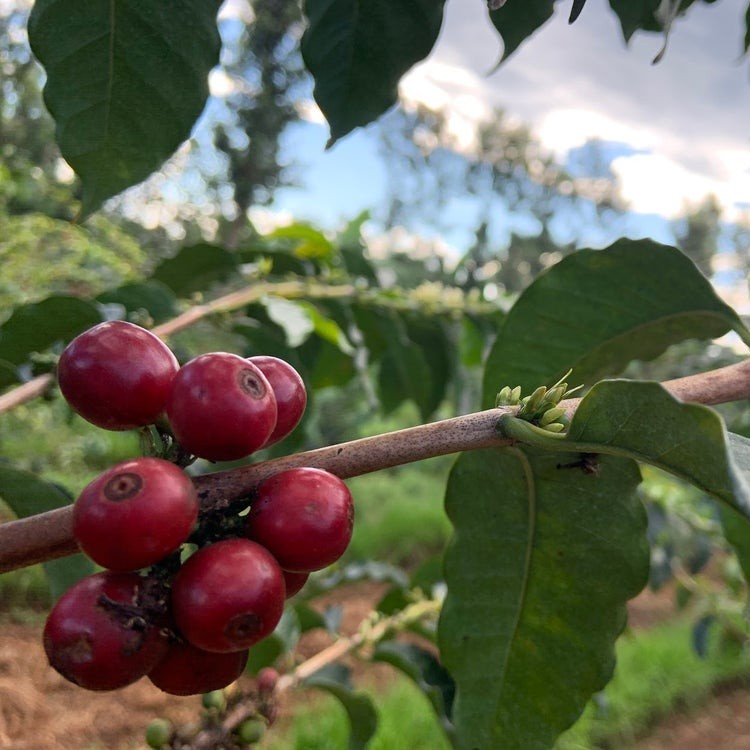 Kenya Ichug