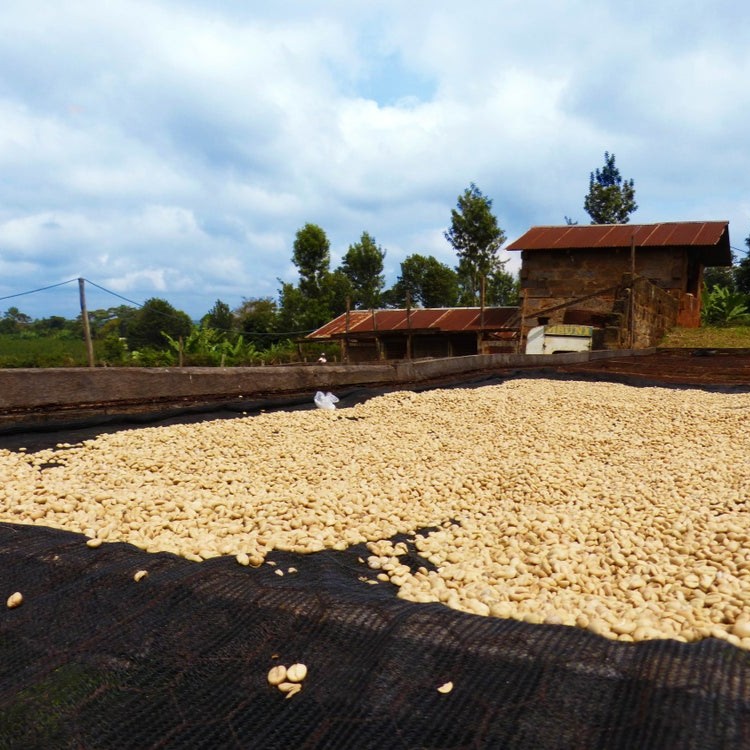 Kenya Ichuga