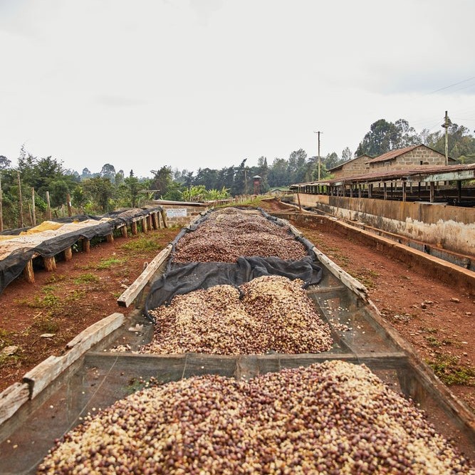 Kenya Ichuga