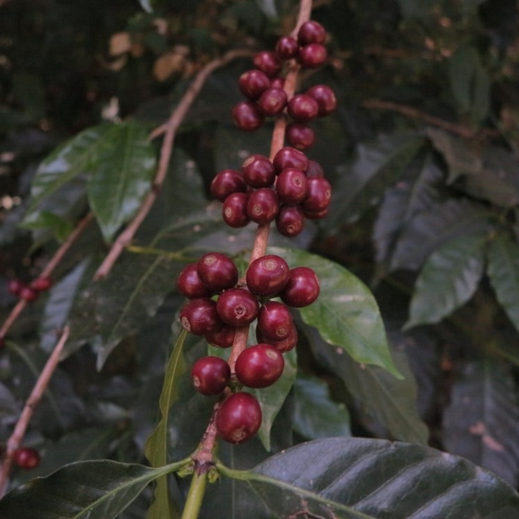 Etiopie Uraga